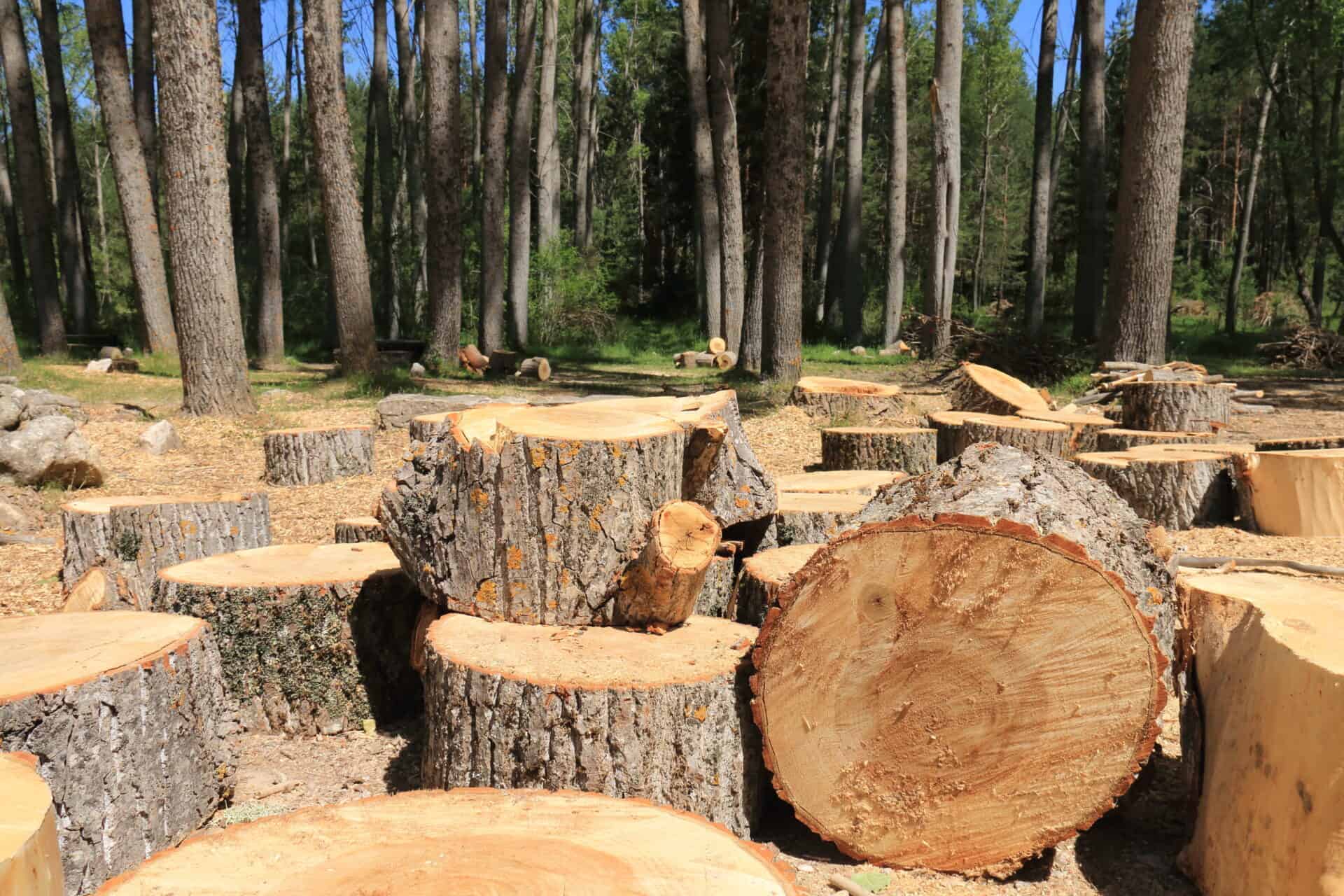 Trees cut in the mountains of cuenca, castilla la mancha, spain