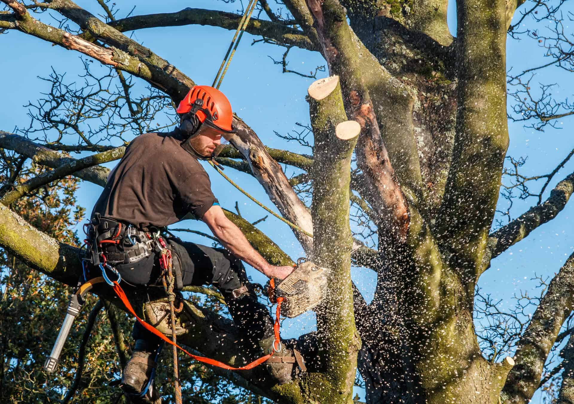 Tree surgeon hanging from ropes in the crown of a tree using a chainsaw. motion blur of wood chips. full safety equipment and ropes.