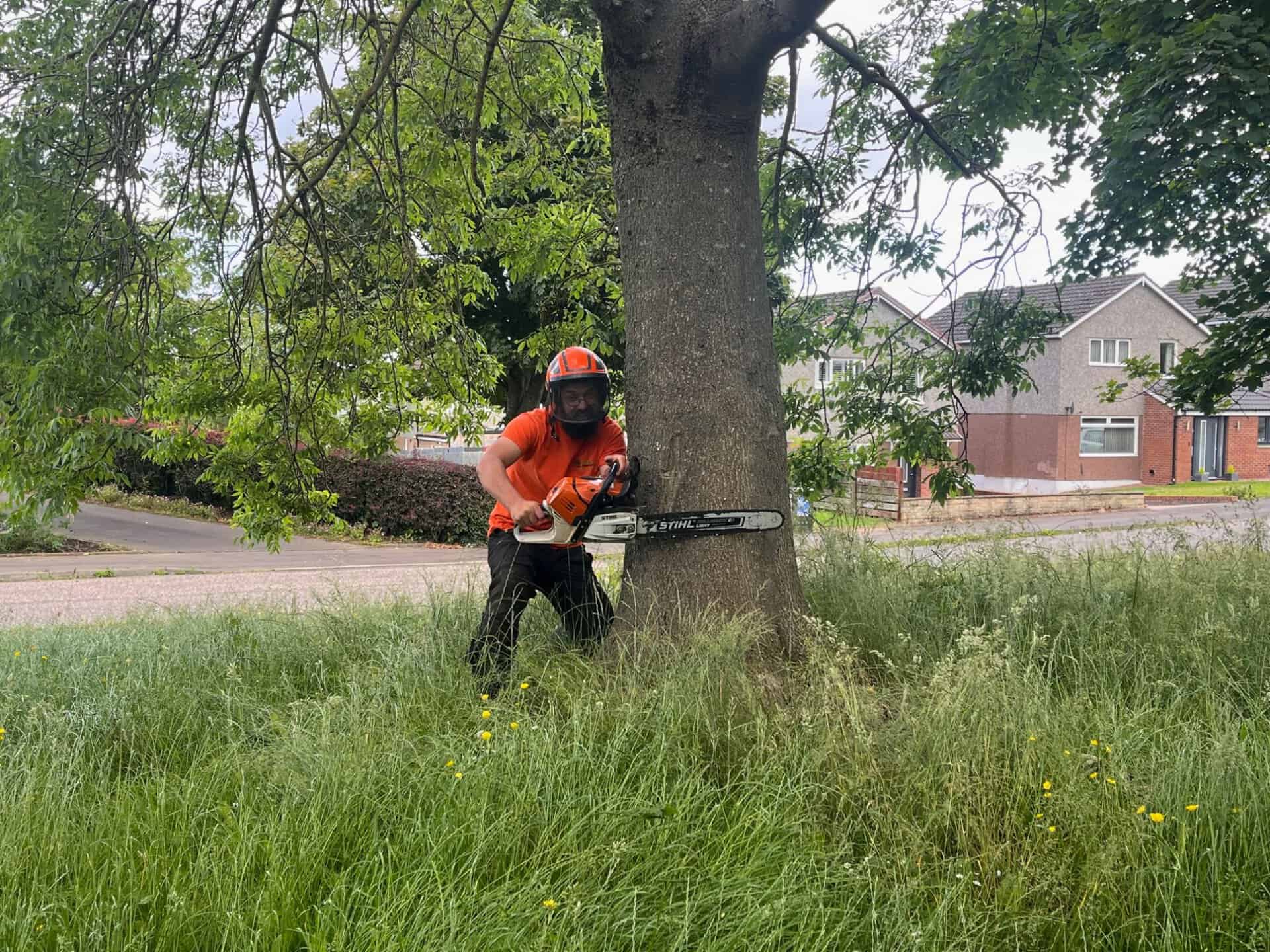 A tree surgeon in Edinburgh, clad in protective gear including a helmet and face shield, expertly uses a chainsaw to cut into a large tree in a grassy area near a residential neighborhood.