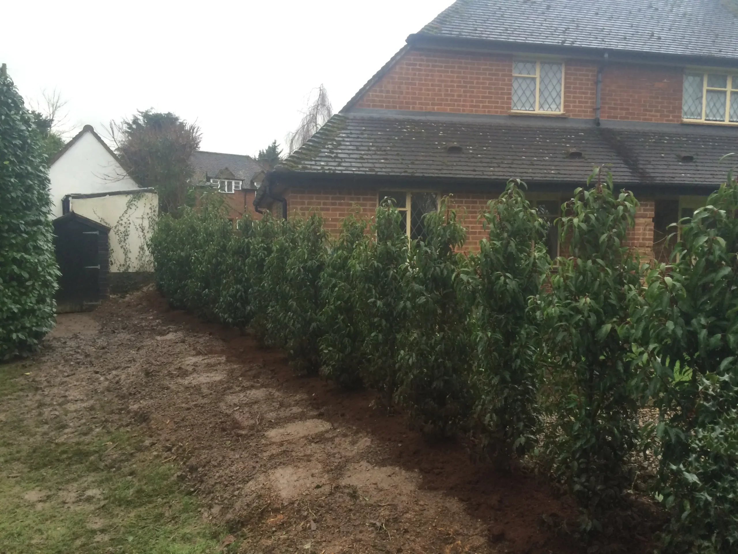 A row of newly planted shrubs lines the side of a brick house, expertly arranged by a tree surgeon in Edinburgh. A dirt pathway runs alongside the shrubs, and another building is visible in the background.