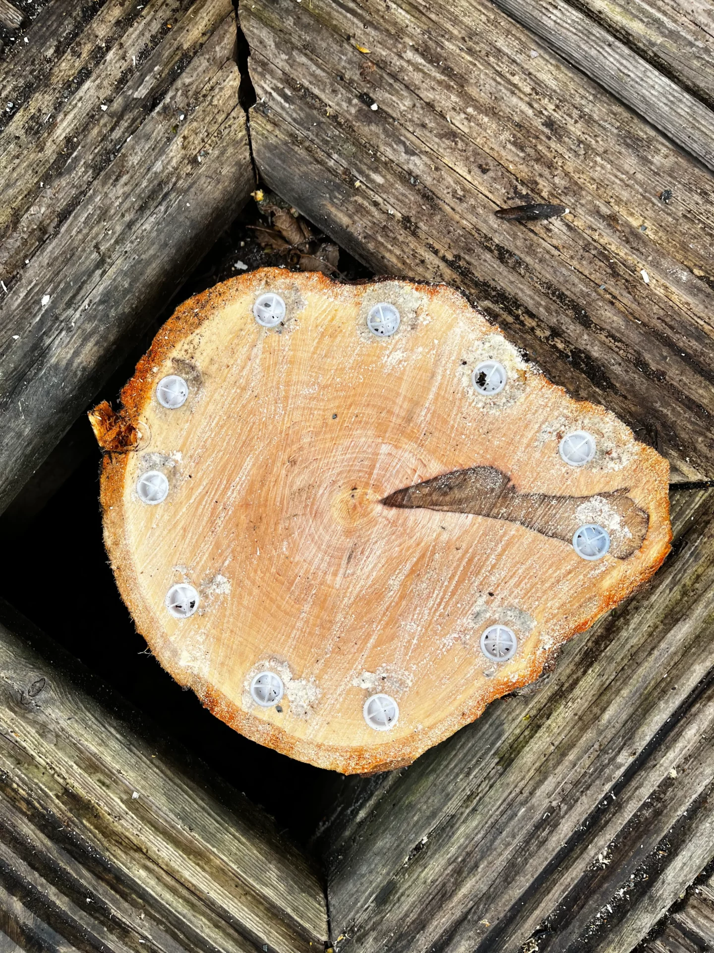 A tree stump embedded in a wooden deck, with large screws inserted around its perimeter and a small arrow drawn on its surface, showcases the handiwork of a skilled tree surgeon from Edinburgh.