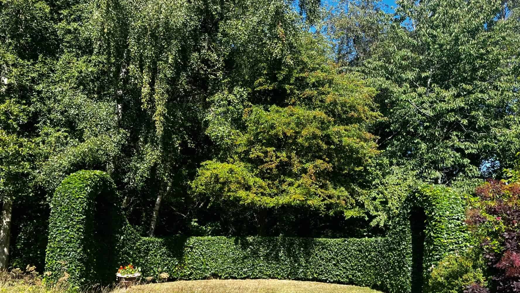 A well-maintained garden with lush green trees, a manicured hedge arch, and a large grassy area under a clear blue sky, all under the expert care of a tree surgeon from Edinburgh.