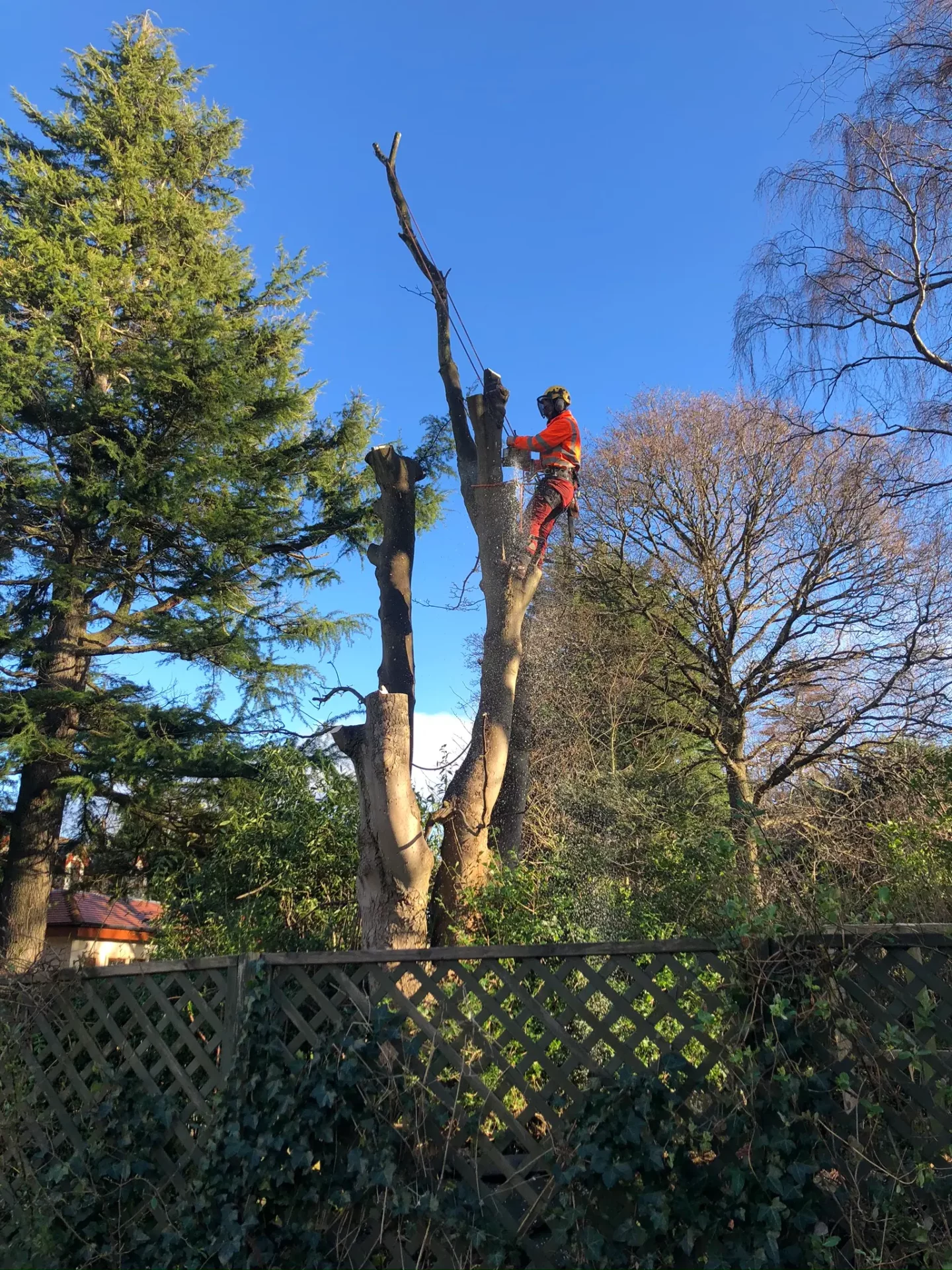 A tree surgeon in Edinburgh, donned in safety gear, is skillfully cutting a large, leafless tree with a chainsaw while standing on it. The surrounding area features green trees, a wooden fence, and a clear blue sky.