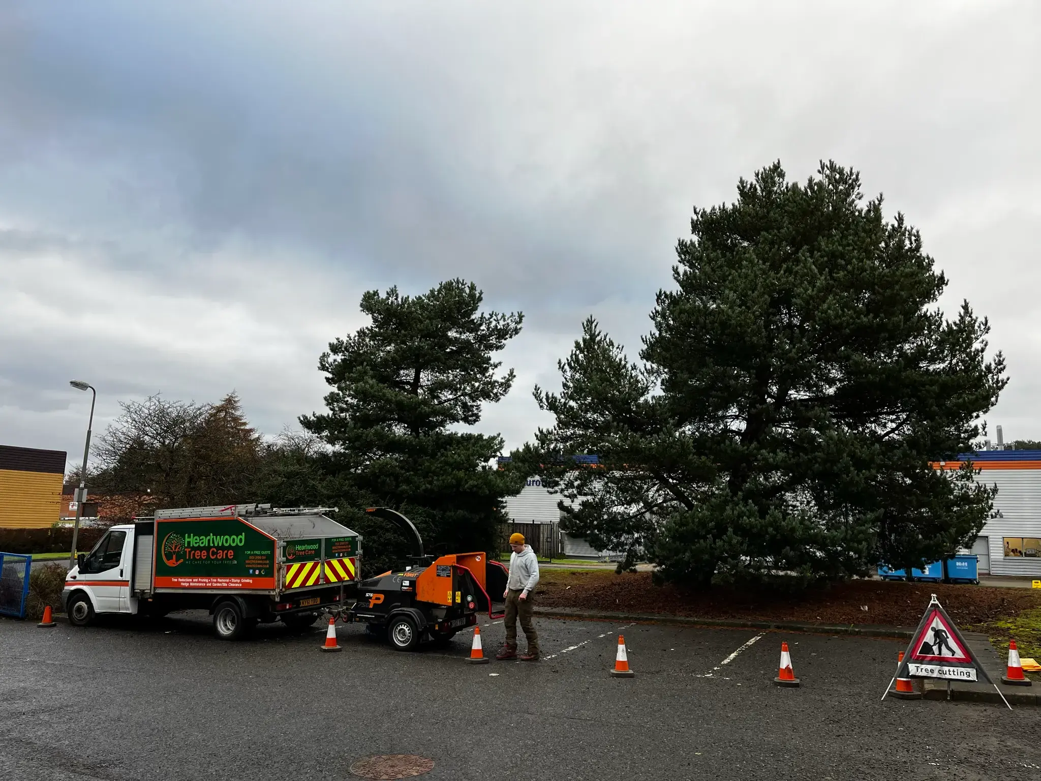 A tree care vehicle and wood chipper are set up near two large trees, while cones and a road work sign indicate maintenance work by a tree surgeon in Edinburgh is in progress.